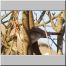 Turdus pilaris - Wacholderdrossel 01.jpg